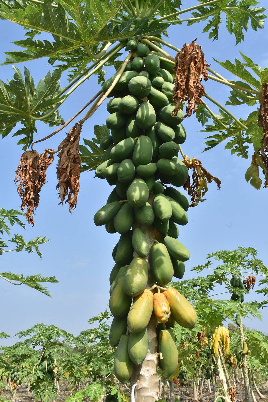 ಸಂಗಪ್ಪ ಭೈರ್ ಅವರ ತೋಟದ ಗಿಡದಲ್ಲಿರುವ ಪಪ್ಪಾಯಿ ಹಣ್ಣುಗಳು