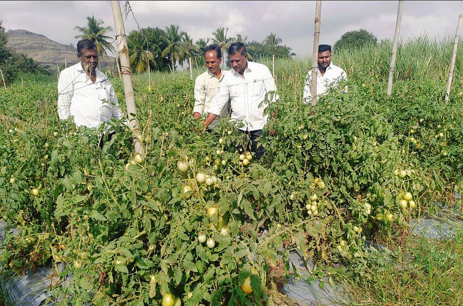 ಚಿಕ್ಕೋಡಿ ಹೊರವಲಯದ ಮಾನೆ ಅವರ ತೋಟದಲ್ಲಿ ಹುಲುಸಾಗಿ ಬೆಳೆದ ಟೊಮೆಟೊ