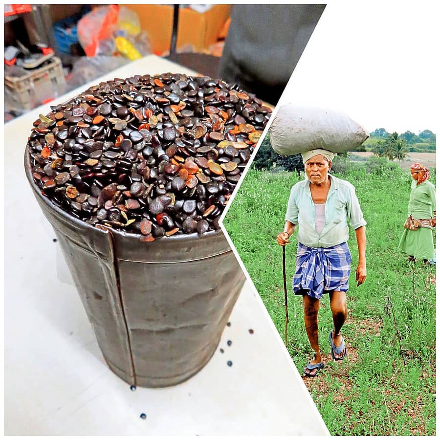 <div class="paragraphs"><p>ಕಣ್ಣಾರೆ ಬೀಜ, ಕಣ್ಣಾರೆ ಕಳೆ ಗಿಡ ಹುಡುಕುವವರು</p></div>