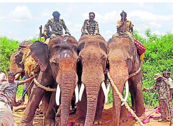 <div class="paragraphs"><p>ಚನ್ನಪಟ್ಟಣ ತಾಲ್ಲೂಕಿನ ತೆಂಗಿನಕಲ್ಲು ಅರಣ್ಯ ಪ್ರದೇಶದಲ್ಲಿ ನಡೆದಿದ್ದ ಕಾಡಾನೆ ಸೆರೆ ಕಾರ್ಯಾಚರಣೆಯ ದೃಶ್ಯ (ಸಂಗ್ರಹ ಚಿತ್ರ)</p></div><div class="paragraphs"></div><div class="paragraphs"><p><br></p></div>