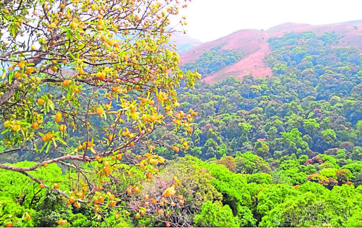 ಕೊಡಚಾದ್ರಿಗೆ ಕೇಬಲ್‌ ಕಾರು: ₹375 ಕೋಟಿ ವೆಚ್ಚ