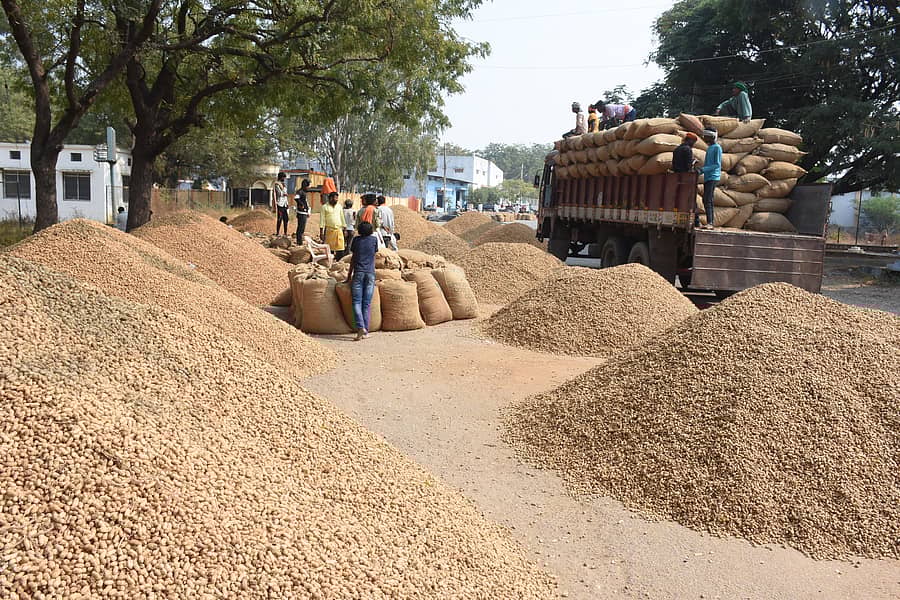 <div class="paragraphs"><p>&nbsp;ಶೇಂಗಾ</p></div>