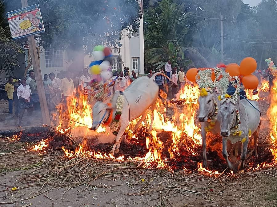 ಮಳವಳ್ಳಿ ತಾಲ್ಲೂಕಿನ ದೇವಿಪುರ ಗ್ರಾಮದಲ್ಲಿ ಸಂಕ್ರಾಂತಿ ಹಿನ್ನೆಲೆಯಲ್ಲಿ ರಾಸುಗಳನ್ನು ಕಿಚ್ಚು ಹಾರಿಸಲಾಯಿತು.