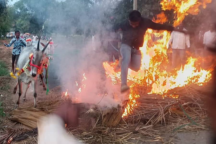 ಸಂಕ್ರಾಂತಿ ಪ್ರಯುಕ್ತ ರಾಮನಗರ ತಾಲ್ಲೂಕಿನ ಪಾಲಭೋವಿದೊಡ್ಡಿಯಲ್ಲಿ ಮಂಗಳವಾರ ಸಂಜೆ ರೈತರು ತಮ್ಮ ಜಾನುವಾರುಗಳಿಗೆ ಕಿಚ್ಚು ಹಾಯಿಸಿದರು