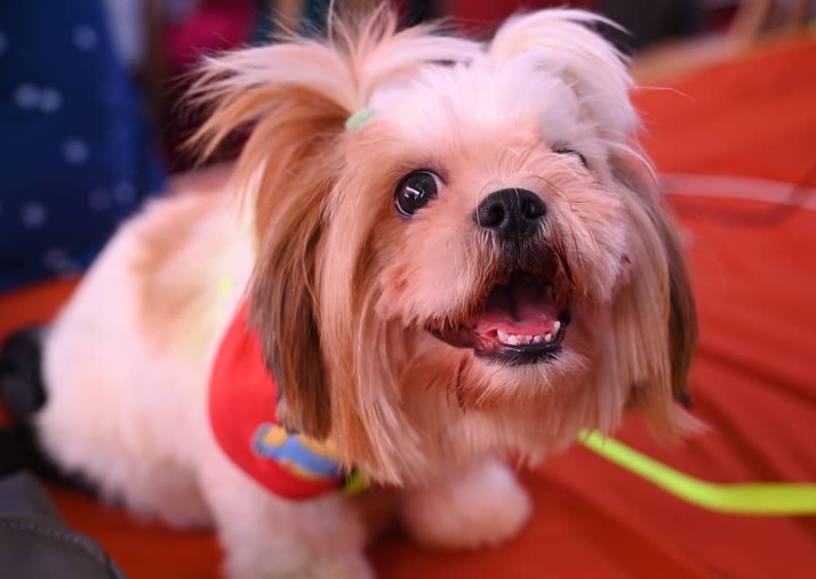 ಅಂದದ ನಾಯಿ