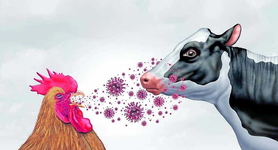 <div class="paragraphs"><p>ಹಕ್ಕಿ ಜ್ವರ</p></div>