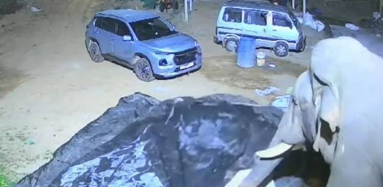 ಬೇಲೂರು ತಾಲ್ಲೂಕಿನ ಇರಕರವಳ್ಳಿಯಲ್ಲಿ ಶಿವಕುಮಾರ್ ಅವರ ಕಾಫಿ ಕಣದಲ್ಲಿದ್ದ ಕಾಫಿ ಬೀಜಗಳನ್ನು ಕಾಡಾನೆ ಭೀಮ ತಿಂದು, ಚೆಲ್ಲಾಪಿಲ್ಲಿ ಮಾಡಿದೆ.