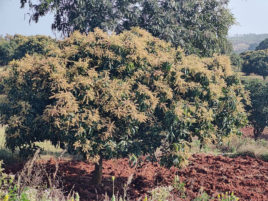 ಮೈಸೂರು–ಗದ್ದಿಗೆ ರಸ್ತೆಯ ತೋಟವೊಂದರಲ್ಲಿ ಹೂ ತುಂಬಿ ನಿಂತ ಮಾವಿನ ಮರ– ಪ್ರಜಾವಾಣಿ ಚಿತ್ರ