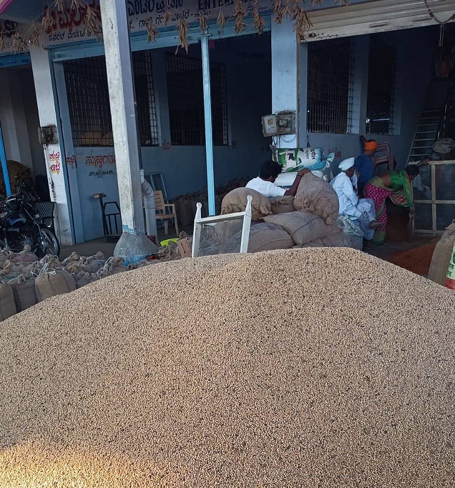 <div class="paragraphs"><p>ಬೀದರ್ನ ಗಾಂಧಿ ಗಂಜ್ನಲ್ಲಿ ರೈತರು ಮಾರಾಟಕ್ಕೆ ತಂದಿರುವ ಸೋಯಾಬೀನ್ ಕಾಳು ಕೊಂಪೆ ಹಾಕಿರುವುದು</p></div>