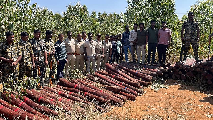 ಹೊಸಕೋಟೆ ತಾಲ್ಲೂಕಿನ ಕಟ್ಟಿಗೇನಹಳ್ಳಿ ಗ್ರಾಮದ ನೀಲಿಗಿರಿ ತೋಪಿನಲ್ಲಿ ಬಚ್ಚಿಡಲಾಗಿದ್ದ ರಕ್ತಚಂದನ ತುಂಡುಗಳು