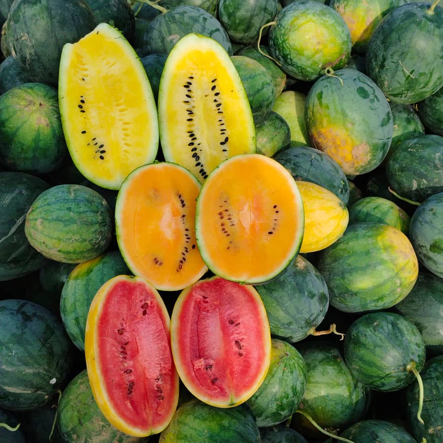 ಸುರೇಶ್ ನಾಯಕ್ ಅವರು ಬೆಳೆದ ಬಣ್ಣಬಣ್ಣದ ಕಲ್ಲಂಗಡಿ