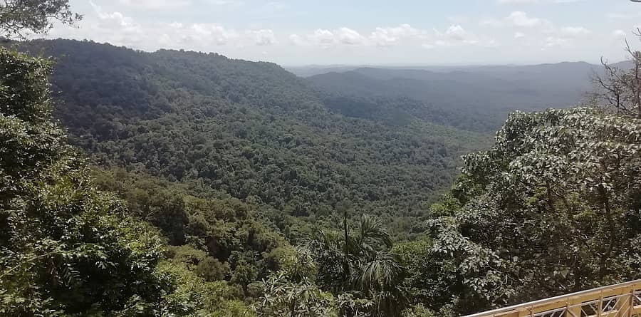 ಶರಾವತಿ ಸಿಂಗಳೀಕ ಅಭಯಾರಣ್ಯ ಪ್ರದೇಶದಲ್ಲಿರುವ ದಟ್ಟವಾದ ಮಳೆ ಕಾಡು