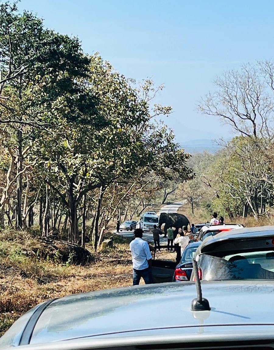 ಗುಂಡ್ಲುಪೇಟೆ ತಾಲ್ಲೂಕಿನ ಬಂಡಿಪುರ ಅರಣ್ಯ ವ್ಯಾಪ್ತಿಯಲ್ಲಿ ಆನೆಯ ಪೋಟೋ ತೆಗೆಯಲು ವಾಹನದಿಂದ ಇಳಿದಿರುವ ಪ್ರವಾಸಿಗರು
