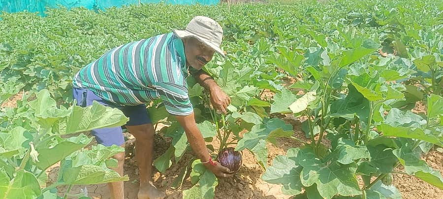 ಹೊಲದಲ್ಲಿ ಬೆಳೆದ ಬದನೆ ತೋರಿಸುತ್ತಿರುವ ರೇವಣಕುಮಾರ್