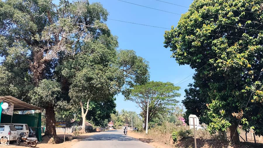 ತೀರ್ಥಹಳ್ಳಿ ತಾಲ್ಲೂಕಿನ ಮಾಳೂರು ರಸ್ತೆಯ ಇಕ್ಕೆಲಗಳಲ್ಲಿ ರಸ್ತೆಗೆ ನೆರಳು ನೀಡುತ್ತಿದ್ದ ಮರಗಳು