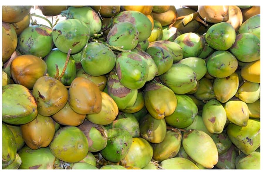 ಚಿಂತಾಮಣಿಯಲ್ಲಿ ಮಾರಾಟಕ್ಕೆ ಬಂದಿರುವ ಎಳನೀರು