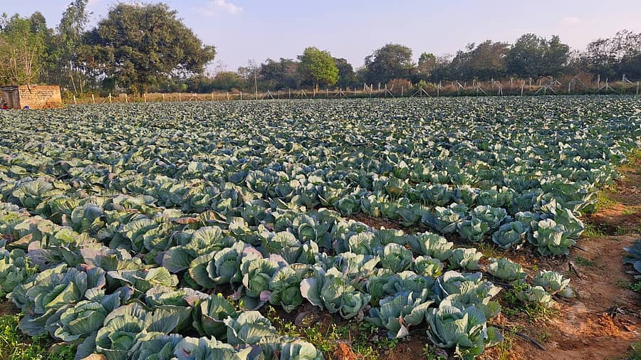 ಬಂಗಾರಪೇಟೆ ತಾಲ್ಲೂಕಿನ ಅನಿಗಾನಹಳ್ಳಿ ಗ್ರಾಮದ ರೈತ ನಾಗರಾಜಪ್ಪ ಹೊಲದಲ್ಲಿ ಕ್ಯಾಬೇಜ್ ಬೆಳೆಯನ್ನು ಕಟಾವು ಮಾಡಿದೇ ಹಾಗೆ ಬಿಟ್ಟಿರುವುದು