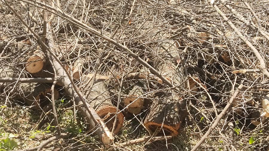 ಅಕ್ರಮವಾಗಿ ಕಡಿಯಲಾದ ಮರಗಳ ತುಂಡು