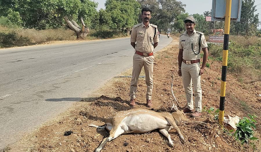 ಗುಂಡ್ಲುಪೇಟೆ ತಾಲ್ಲೂಕಿನ ಮೇಲುಕಾಮನಹಳ್ಳಿ ಸಫಾರಿ ಕೇಂದ್ರದ ಬಳಿ ಅಪಘಾತದಲ್ಲಿ ಸಾವನ್ನಪ್ಪಿದ ಜಿಂಕೆಯನ್ನು ಅರಣ್ಯಧಿಕಾರಿಗಳು ಪರಿಶೀಲನೆ ನಡೆಸಿದರು.