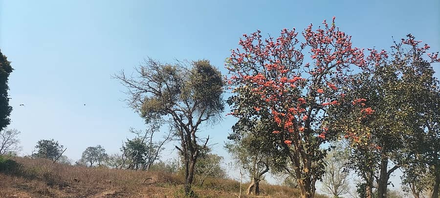 ಬಂಡೀಪುರ ಅರಣ್ಯದ ಹೂ ಬಿಟ್ಡ ಮುತ್ತುಕದ ಮರಗಳು