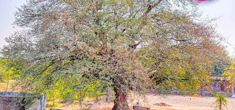 ಹುಲಸೂರು ಪಟ್ಟಣ ಹೊರವಲಯದ ಅರವಿಂದ ಬಂಡೆ ಅವರ ಜಮೀನಿನಲ್ಲಿರುವ ಹುಣಸೆ ಮರ