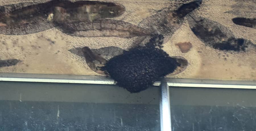 ಮಡಿಕೇರಿಯಲ್ಲಿರುವ ಕೊಡಗು ಜಿಲ್ಲಾಧಿಕಾರಿ ಕಚೇರಿಯು ಜೇನು ಗೂಡು ಕಟ್ಟಿಕೊಳ್ಳಲು ಆಶ್ರಯತಾಣವಾಗಿದೆ