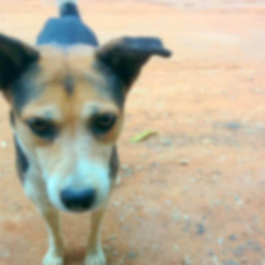 <div class="paragraphs"><p>ಬೀದಿನಾಯಿ</p></div>