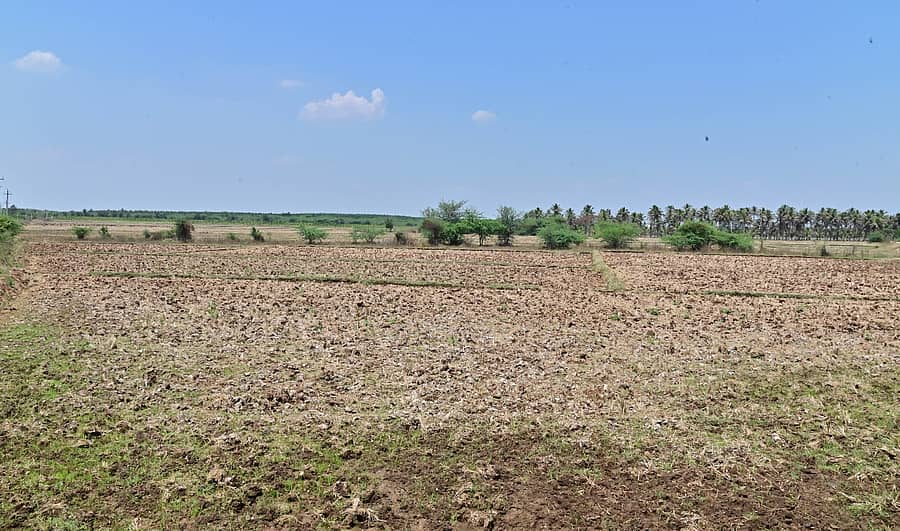 ದಾವಣಗೆರೆ ಜಿಲ್ಲೆ ಹರಿಹರ ತಾಲ್ಲೂಕಿನ ಕಮಲಾಪುರ ಗ್ರಾಮದಲ್ಲಿ ಭತ್ತ ನಾಟಿ ಮಾಡಲು ಜಮೀನು ಸಿದ್ಧ ಮಾಡಿಕೊಂಡಿದ್ದ ರೈತರು ಪ್ರಜಾವಾಣಿ ಚಿತ್ರ: ಸತೀಶ್ ಬಡಿಗೇರ