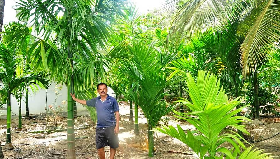 ಪಾಂಡವಪುರ ತಾಲ್ಲೂಕಿನ ರಾಗಿಮುದ್ದನಹಳ್ಳಿಯ ರೈತ ನಾಗೇಶ್ ತನ್ನ ತೋಟದಲ್ಲಿ ಬೆಳೆದಿರುವ ಅಡಿಕೆ, ತೆಂಗು ಸೇರಿದಂತೆ ತೋಟಗಾರಿಕೆ ಬೆಳೆಗಳು.