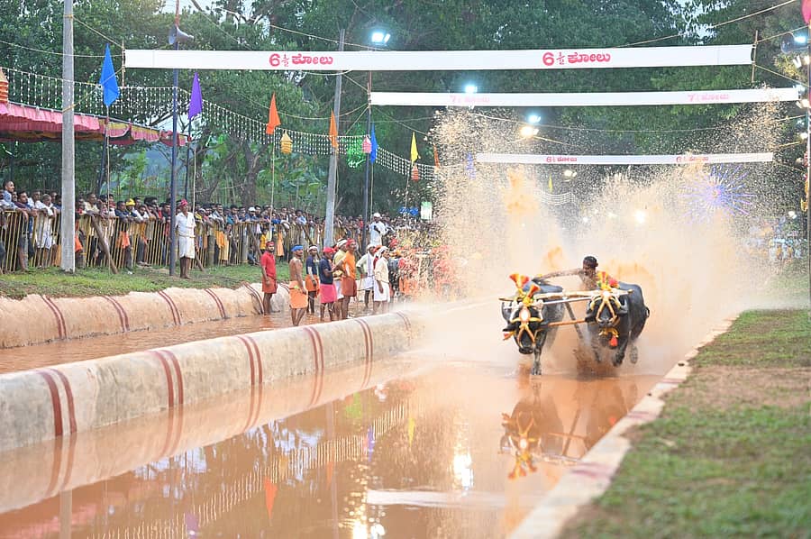 ವೇಣೂರು ಪೆರ್ಮುಡ 32ನೇ ವರ್ಷದ ಸೂರ್ಯ– ಚಂದ್ರ ಜೋಡುಕರೆ ಬಯಲು ಕಂಬಳದಲ್ಲಿ 6.5 ಕೋಲು ನಿಶಾನೆಗೆ ನೀರು ಹಾಯಿಸಿದ ದೃಶ್ಯ