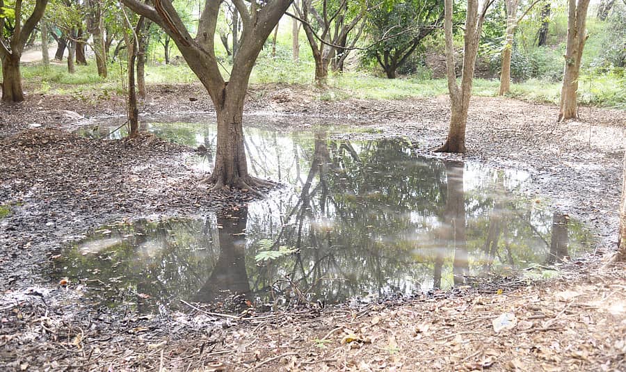 ತುಮಕೂರಿನ ಅಕ್ಕತಂಗಿ ಕೆರೆಯಲ್ಲಿ ಕಲುಷಿತ ನೀರು
