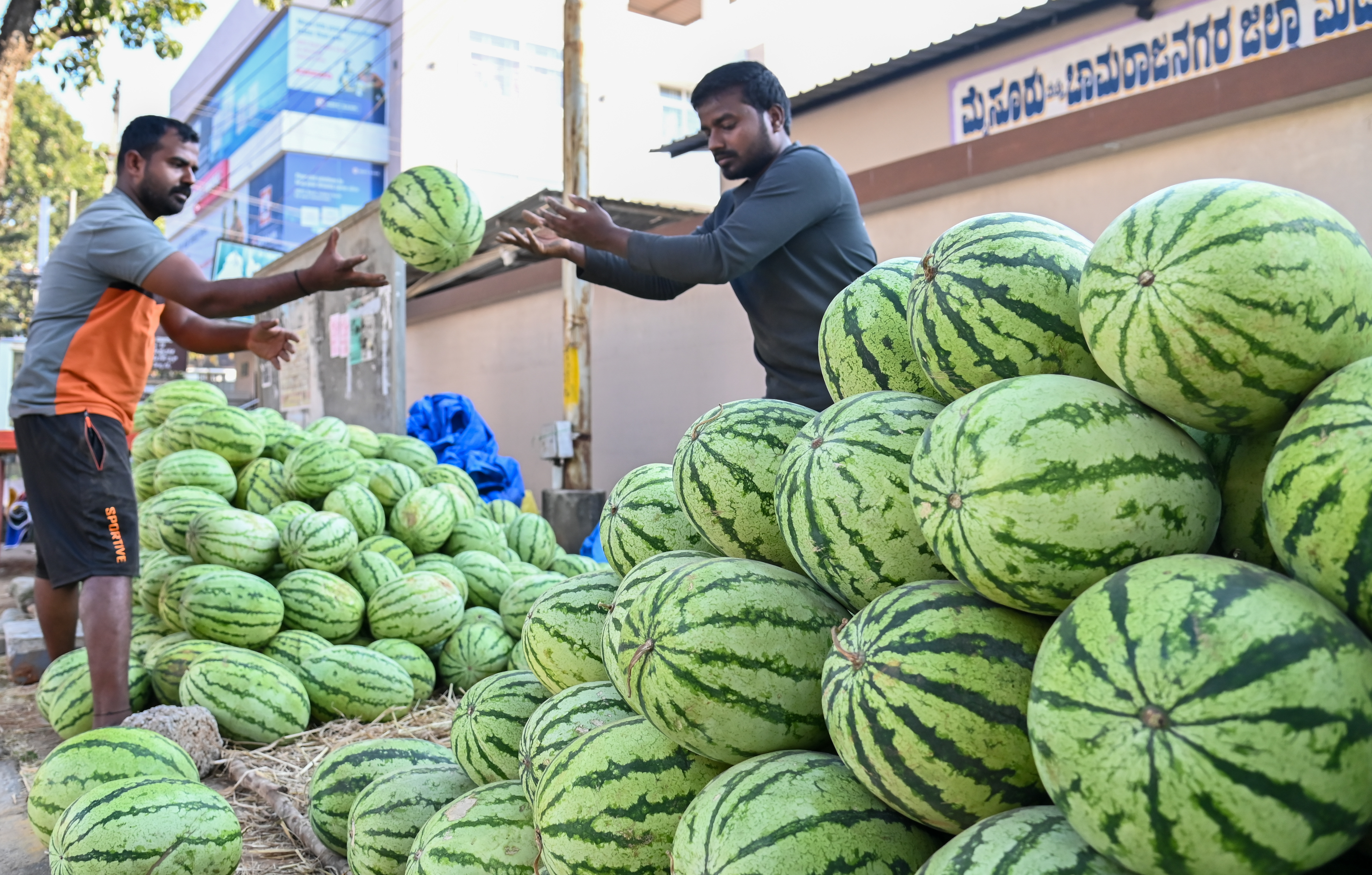 ಮೈಸೂರಿನ ಆದಿಚುಂಚನಗಿರಿ ರಸ್ತೆಯಲ್ಲಿ ವ್ಯಾಪಾರಿಯೊಬ್ಬ ಮಾರಾಟಕ್ಕಾಗಿ ಕಲ್ಲಂಗಡಿ ಹಣ್ಣು ಜೋಡಿಸುತ್ತಿರುವುದು (ಸಾಂದರ್ಭಿಕ ಚಿತ್ರ)