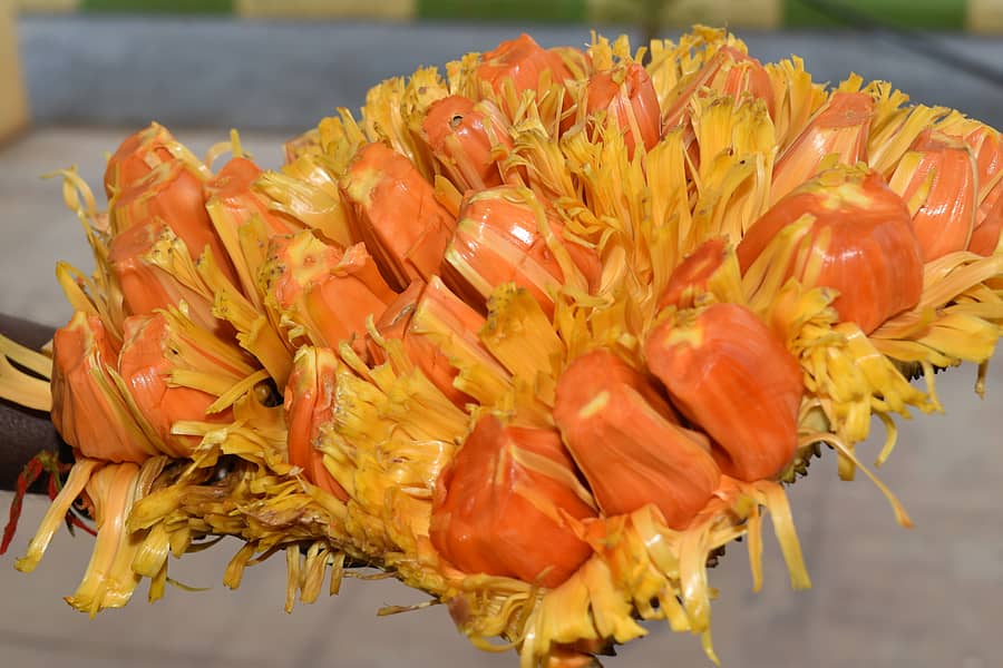 ಸಿದ್ದು ಹಲಸು