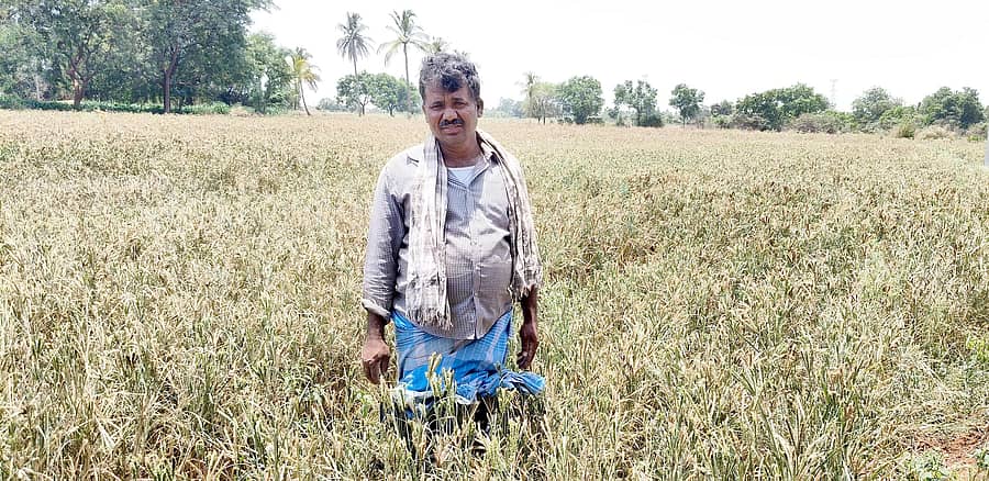 ಹಗರಿಬೊಮ್ಮನಹಳ್ಳಿ ತಾಲ್ಲೂಕಿನ ಹೊಸಕೇರಿ ಗ್ರಾಮದಲ್ಲಿ ಕಾಳು ಕಟ್ಟದ ರಾಗಿ ಬೆಳೆ ಜಮೀನಿನಲ್ಲಿ ರೈತ ಅಸಹಾಯಕರಾಗಿ ನಿಂತಿರುವುದು