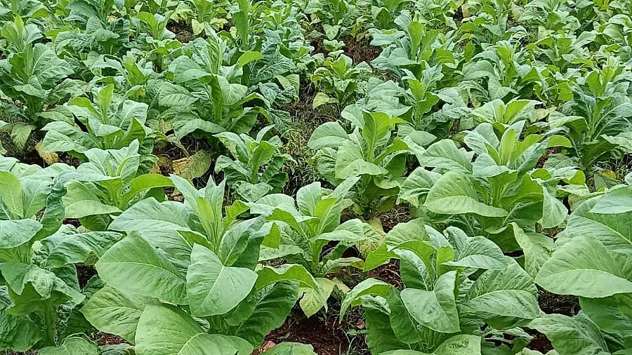 ತಂಬಾಕು ಬೆಳೆ