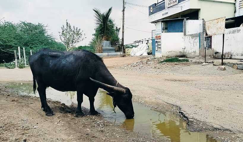 ಲಿಂಗಸುಗೂರು ತಾಲ್ಲೂಕಿನ ಹಟ್ಟಿ ಸಮೀಪ ರಸ್ತೆ ಮೇಲೆ ನಿಂತ ಮಳೆ ನೀರು ಸೇವಿಸಿ ಬಾಯಾರಿಕೆ ತಣಿಸಿಕೊಳ್ಳುತ್ತಿರುವ ಎಮ್ಮೆ