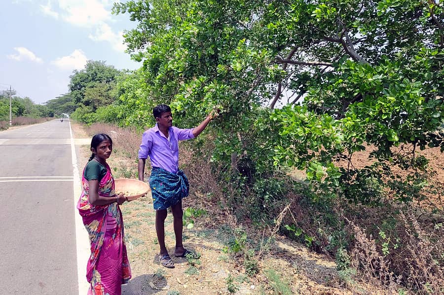 ಹರಪನಹಳ್ಳಿ ತಾಲ್ಲೂಕು ಚಿಗಟೇರಿ–ನಜೀರ್ ನಗರ ಕ್ರಾಸ್ ಮುಖ್ಯರಸ್ತೆಯ ನಡೆತೋಪಿನಲ್ಲಿ ಹೊಂಗೆ ಕಾಯಿ ಸಂಗ್ರಹಿಸುತ್ತಿರುವ ದಂಪತಿ