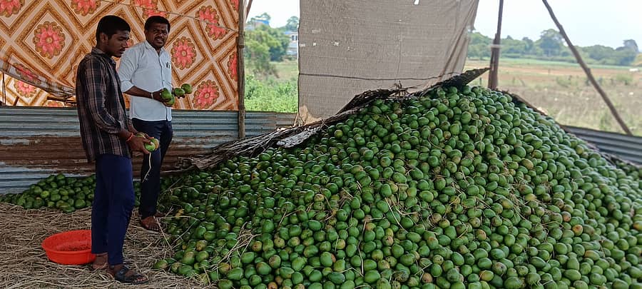 ಅಳ್ನಾವರ ಎಪಿಎಂಸಿ ಆವರಣದಲ್ಲಿನ ಶೆಡ್ನಲ್ಲಿ ಮಾವಿನಕಾಯಿ ರಾಶಿ ಹಾಕಿರುವುದು