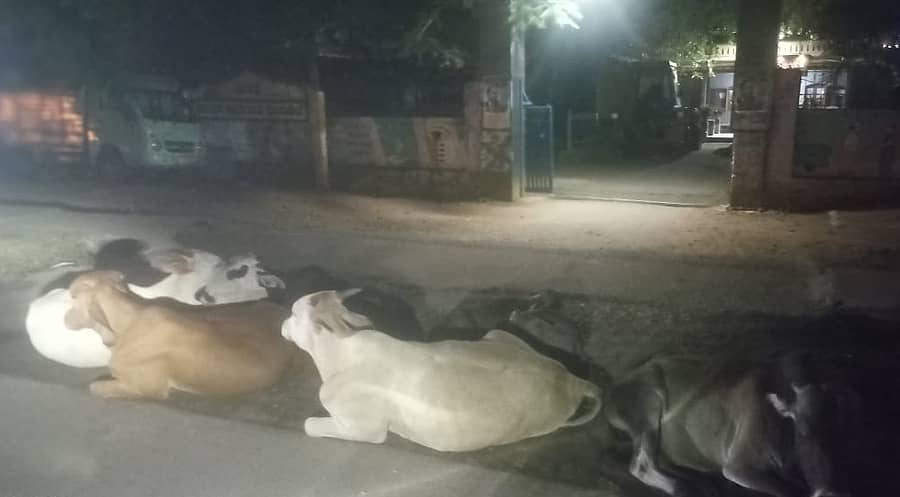 ಗುಂಡ್ಲುಪೇಟೆ ಪಟ್ಟಣದ ಪುರಸಭೆ ಕಚೇರಿ ಪ್ರವೇಶದ್ವಾರದ ಬಳಿಯೇ ರಾತ್ರಿ ಬಿಡಾಡಿ ದನಗಳು ಮಲಗಿರುವುದು