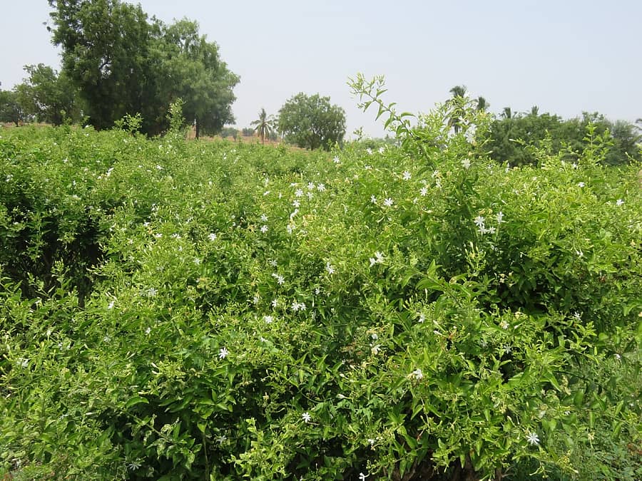 ಹೂವಿನಹಡಗಲಿ ತಾಲ್ಲೂಕಿನ ಮಿರಾಕೊರನಹಳ್ಳಿಯ ಮಲ್ಲಿಗೆ ತೋಟದಲ್ಲಿ ಮೊಗ್ಗು ಕೀಳದೆ ಇರುವುದರಿಂದ ಗಿಡದಲ್ಲಿಯೇ ಹೂವುಗಳು ಅರಳಿವೆ
