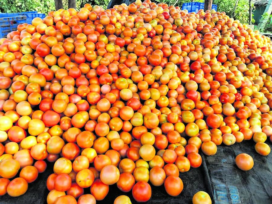 <div class="paragraphs"><p>ಬೇತಮಂಗಲ ಸಮೀಪದ ತೊಂಗಲಕುಪ್ಪ ಗ್ರಾಮದಲ್ಲಿ ಪ್ರಗತಿ ಪರ ರೈತ ಸುಭಾಷ್ ಅವರ ತೋಟದಲ್ಲಿ ಕಂಡುಬಂದ ಸೊಗಸಾದ&nbsp;ಟೊಮೆಟೊ ಫಸಲು&nbsp;</p></div>