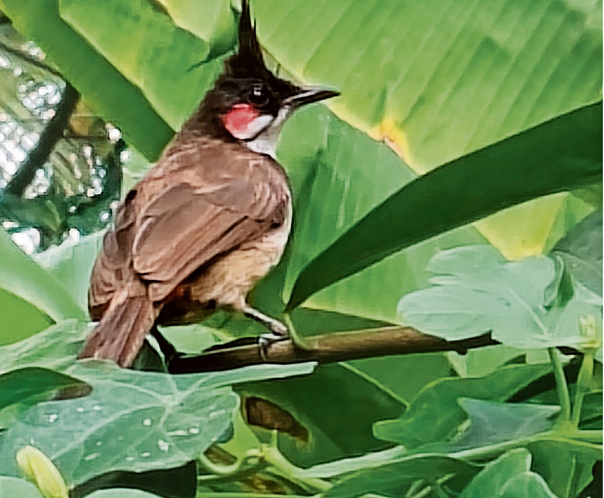 ಬುಲ್‌ ಬುಲ್‌ ಹಕ್ಕಿಯ ಬಾಣಂತನ