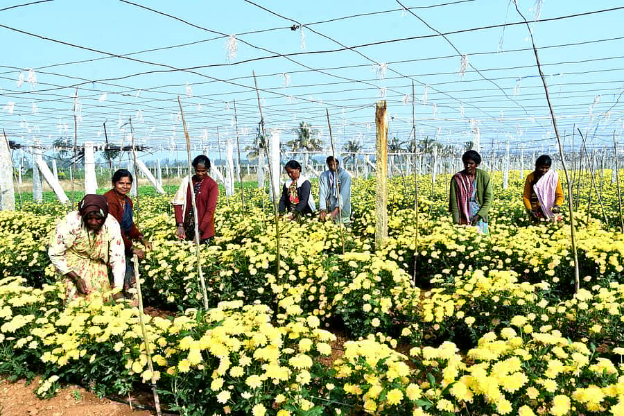 <div class="paragraphs"><p>ಚಿಕ್ಕಬಳ್ಳಾಪುರ ತಾಲ್ಲೂಕಿನ ಮನ್ನಾರಪುರ ಗ್ರಾಮದ ಹೊರವಲಯದಲ್ಲಿ ಹೂ ಬಿಡಿಸುತ್ತಿರುವ ಮಹಿಳೆಯರು </p></div>