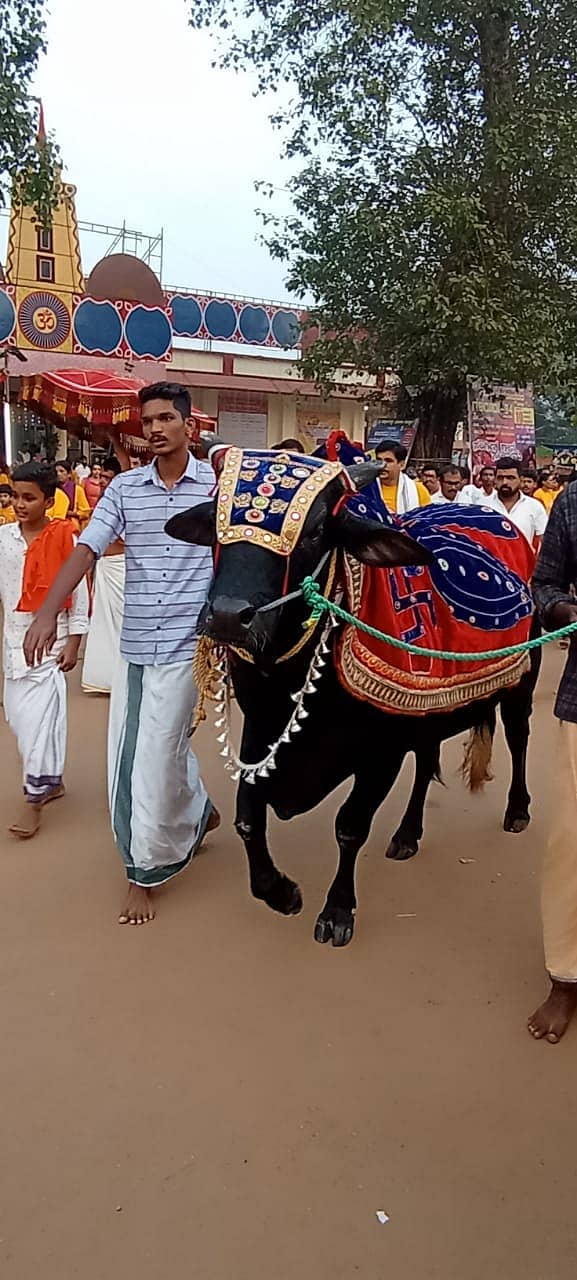 ಉಪ್ಪಿನಂಗಡಿ ಸಹಸ್ರಲಿಂಗೇಶ್ವರ ದೇವಸ್ಥಾನದ ಜಾತ್ರೆಯಲ್ಲಿ ಭಾಗವಹಿಸಿದ್ದ ಬಸವ