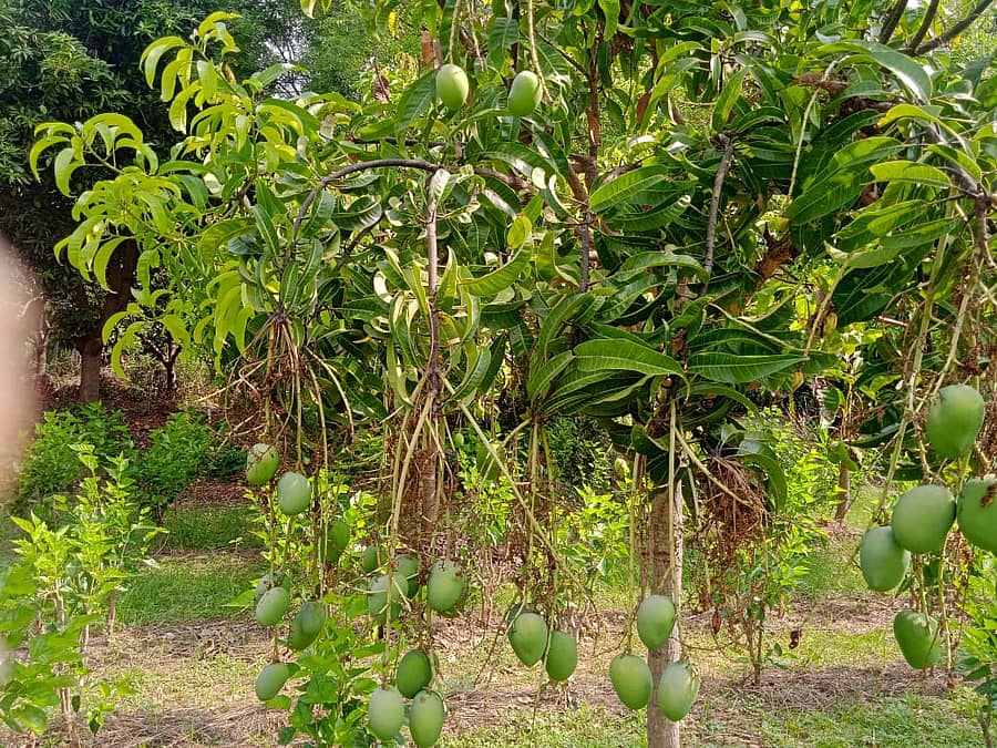 ಹಾಲಗೊಂಡನಹಳ್ಳಿ ರೈತಸಹೋದರರಾದ ಕೆ.ವಿ.ರುದ್ರಮುನಿಯಪ್ಪ– ಕೆ.ವಿ.ವಿರೂಪಾಕ್ಷಪ್ಪ ಅವರ ಜಮೀನಿನಲ್ಲಿ ಸೀಳು ಕಸಿ ಮೂಲಕ 1 ಮಾವಿನ ಗಿಡದಲ್ಲಿ ಹಲವು ತಳಿಯ ಮಾವು ಬೆಳೆದಿರುವುದು