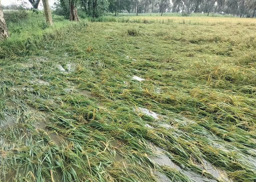 <div class="paragraphs"><p>ದಾವಣಗೆರೆ ಜಿಲ್ಲೆಯ ಕಡರನಾಯ್ಕನಹಳ್ಳಿ ಸಮೀಪದ ಕಮಲಾಪುರ ಗ್ರಾಮದ ರೈತರೊಬ್ಬರ ಜಮೀನಿನಲ್ಲಿ ಭತ್ತದ ಬೆಳೆ ಚಾಪೆ ಹಾಸಿರುವುದು&nbsp; </p></div>