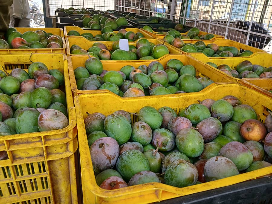 <div class="paragraphs"><p>ಮೈಸೂರಿನ ಆರ್‌ಎಂಸಿ ಆವರಣದಲ್ಲಿ ಇರುವ ಹಣ್ಣಿನ ಮಾರುಕಟ್ಟೆಗೆ ಮಾರಾಟಕ್ಕೆ ತಂದಿರುವ ಮಾವು </p></div>