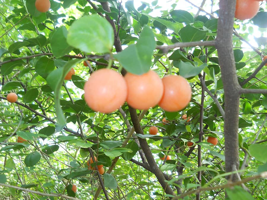 ನಗರಿ ಹಣ್ಣು