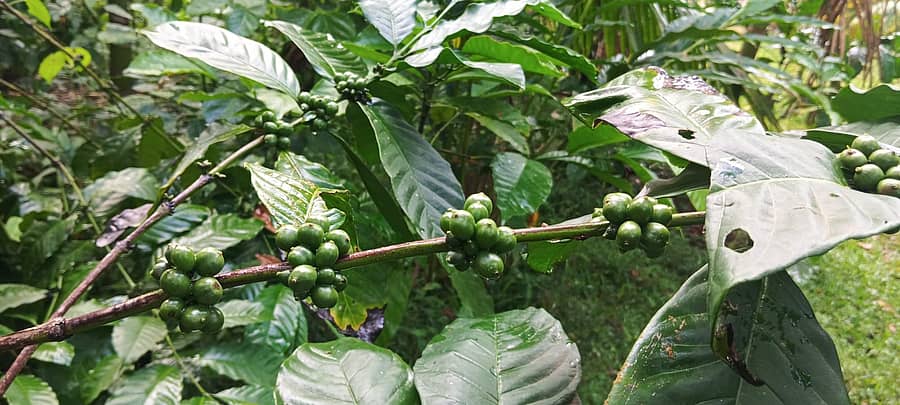 ಕೊಪ್ಪ ತಾಲ್ಲೂಕಿನ ತೋಟದಲ್ಲಿ ಕಾಳು ಕಟ್ಟಿರುವ ಕಾಫಿ