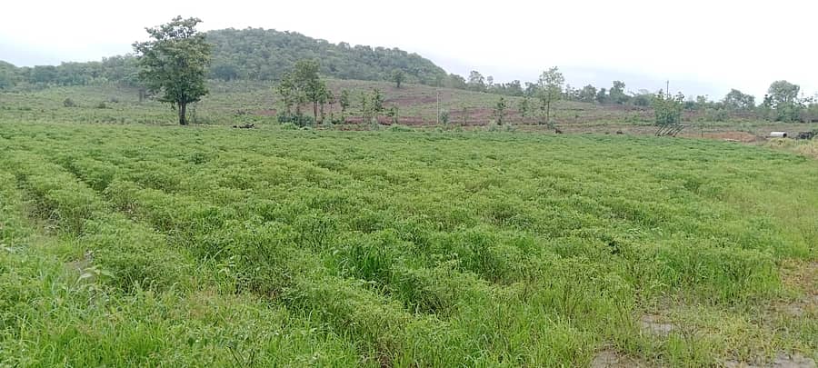 <div class="paragraphs"><p>ಮಮದಾಪೂರ ಗ್ರಾಮದ ಖಿಮಣ್ಣ ಹೊಲದಲ್ಲಿ ಬೆಳೆದ ಮೆಣಸಿನಕಾಯಿ ಬೆಳೆಯು ಸತತ ಮಳೆಯಿಂದಾಗಿ ಹಾನಿಯಾಗಿದೆ</p></div>